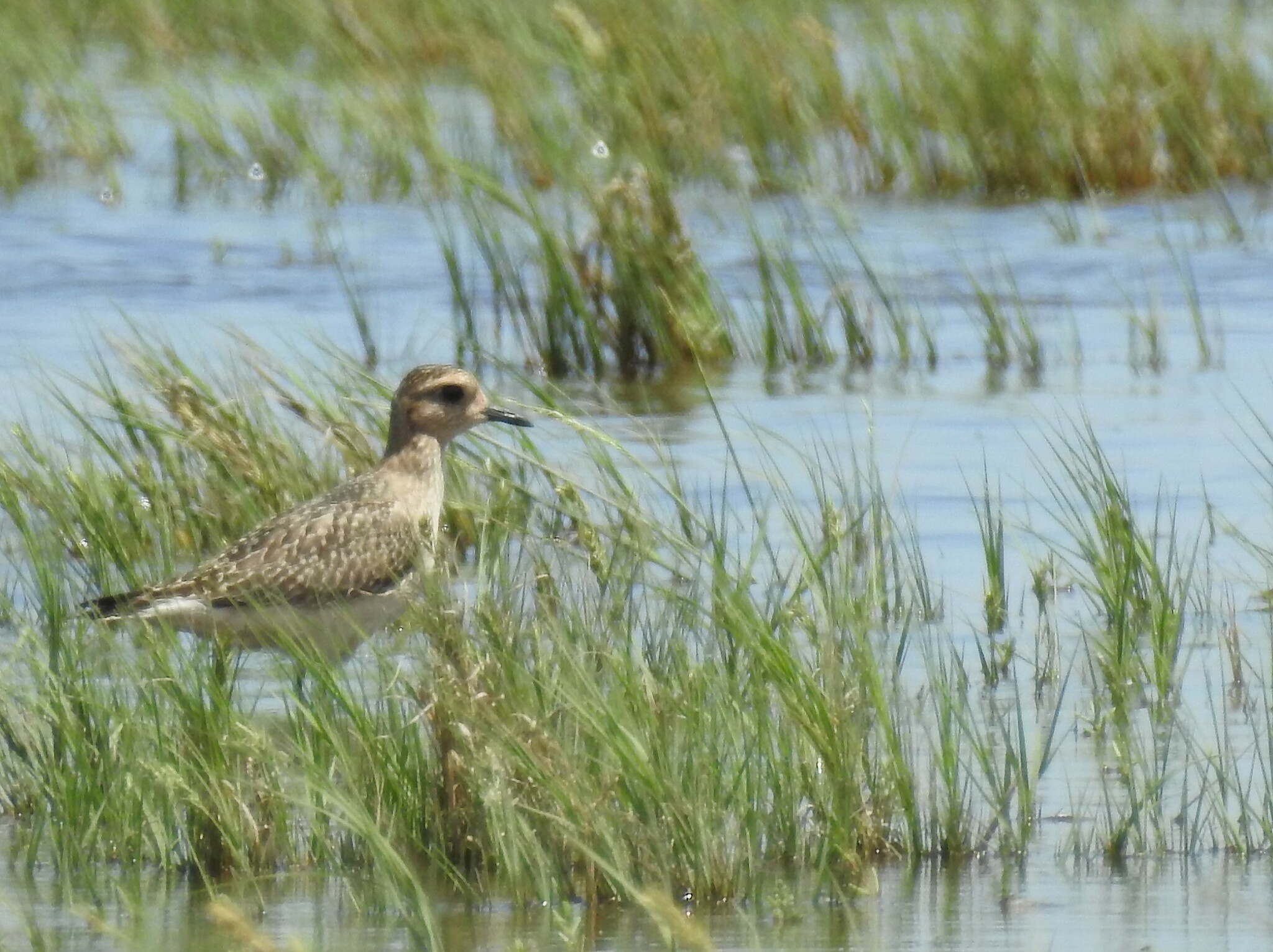 American Golden Plover