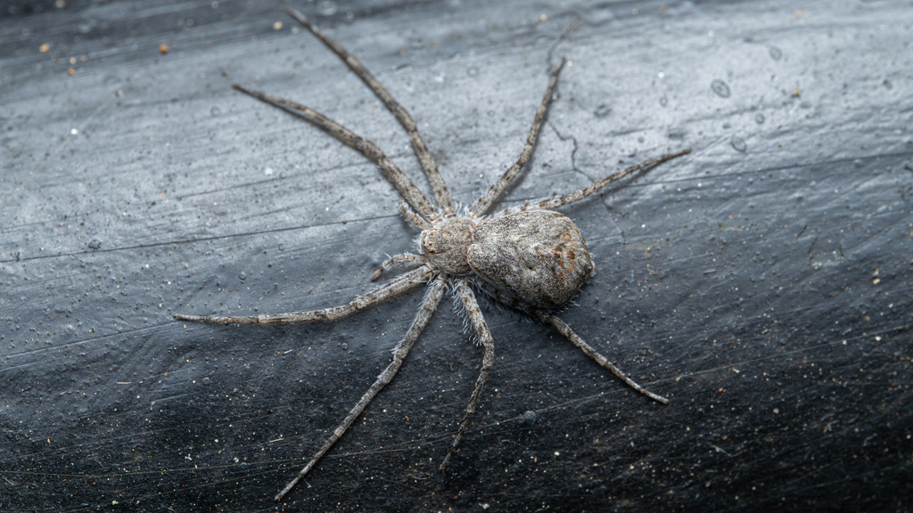 Philodromus infuscatus