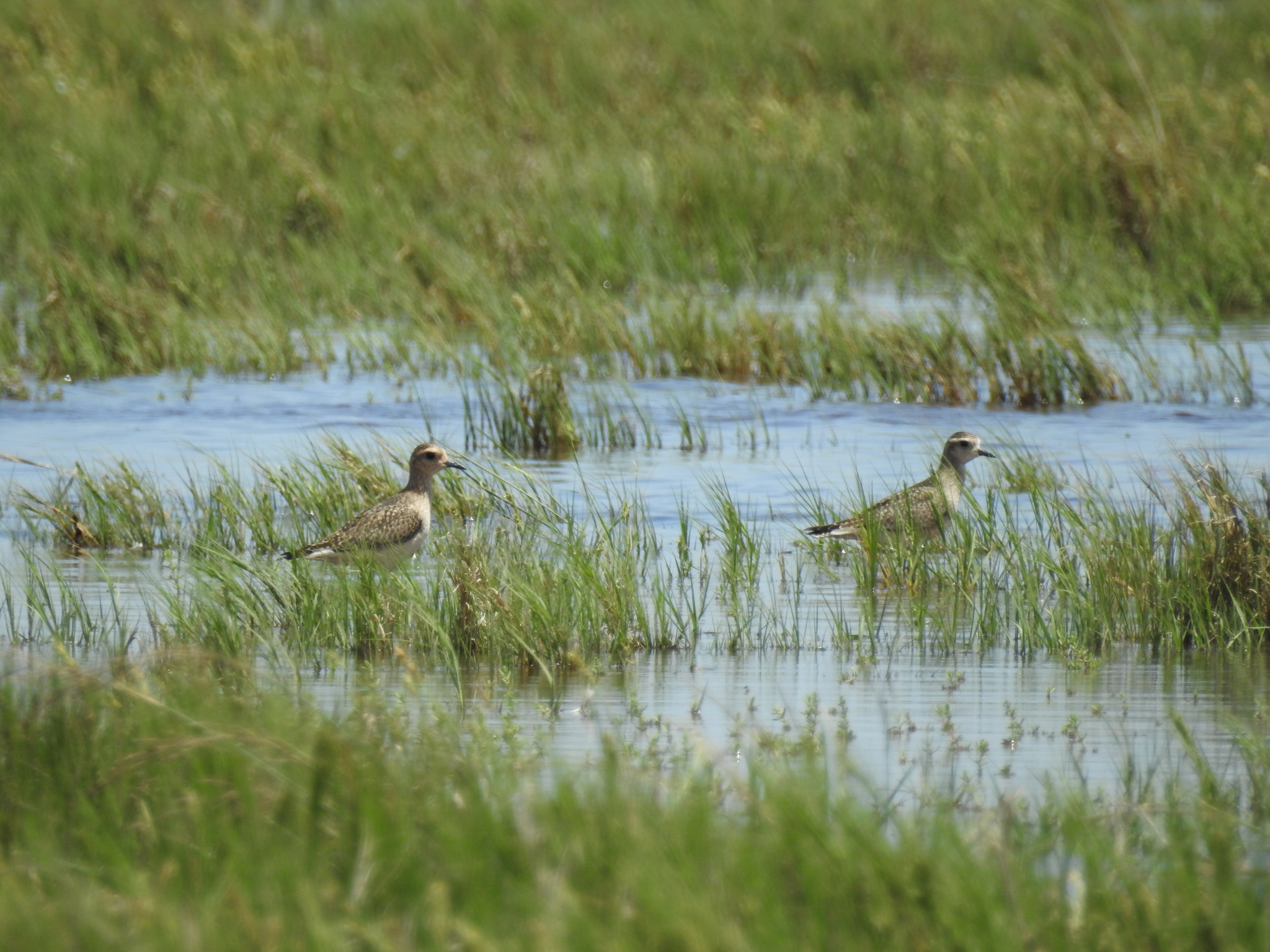 American Golden Plover