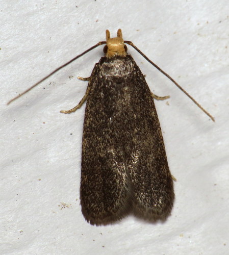 Glyphidocera lithodoxa photo 5