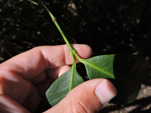 Image of Garcinia gardneriana by (c) Fabrício Mil Homens Riella, some rights reserved (CC BY)
