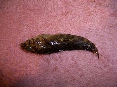 Chasmodes bosquianus