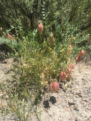 Astragalus oophorus