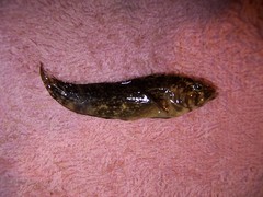 Chasmodes bosquianus