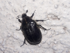 Euphoria casselberryi