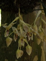 Stanhopea oculata