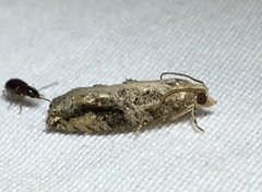 Proteoteras crescentana