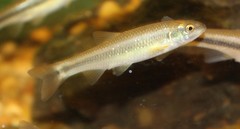 Nocomis leptocephalus