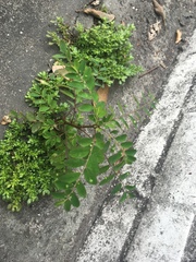 Phyllanthus tenellus