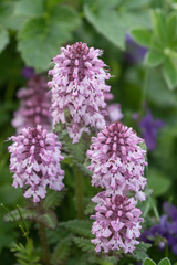 Pedicularis verticillata
