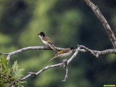 Pycnonotus sinensis hainanus