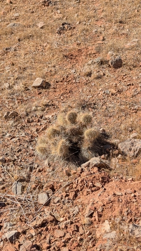 Image of Opuntia diploursina by (c) Andrew Dudley, some rights reserved (CC BY)