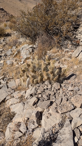 Image of Opuntia diploursina by (c) Andrew Dudley, some rights reserved (CC BY)