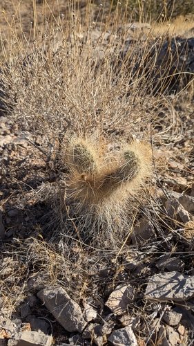 Image of Opuntia diploursina by (c) Andrew Dudley, some rights reserved (CC BY)
