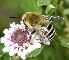 Anthophora walshii