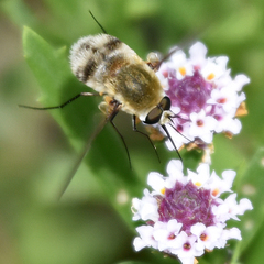Heterostylum robustum