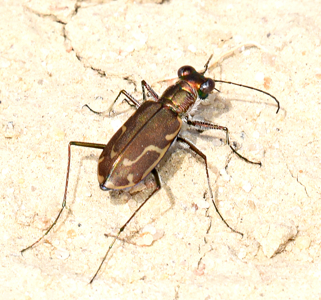 Thin-lined Tiger Beetle