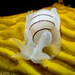 玫瑰泡螺 - Photo 由 drmattnimbs 所上傳的 (c) drmattnimbs，保留部份權利CC BY-NC
