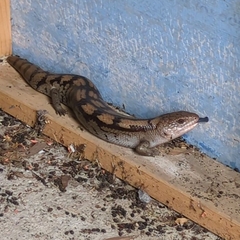 Blotched Blue-Tongued Lizard photo 3