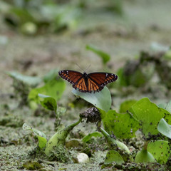 Limenitis archippus watsoni