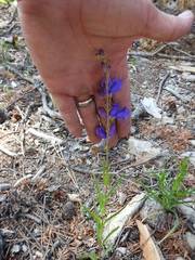 Penstemon neomexicanus