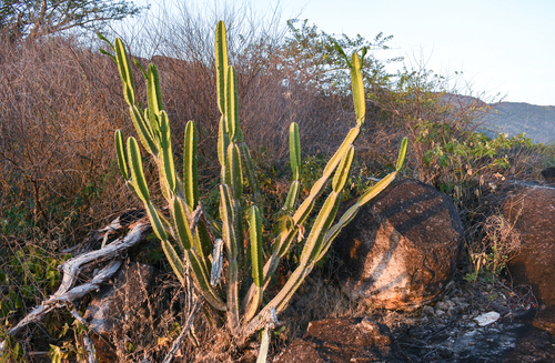 Cereus hexagonus