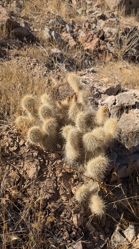 Image of Opuntia diploursina by (c) Andrew Dudley, some rights reserved (CC BY)