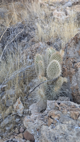 Image of Opuntia diploursina by (c) Andrew Dudley, some rights reserved (CC BY)