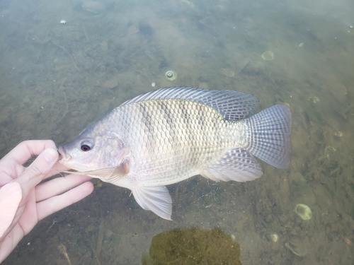 Nile Tilapia