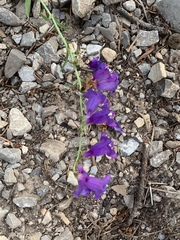 Penstemon neomexicanus