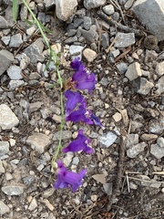 Penstemon neomexicanus