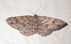 Melanolophia imitata