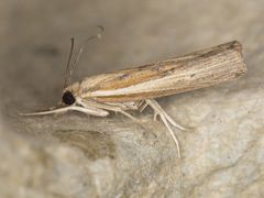 Fissicrambus quadrinotellus