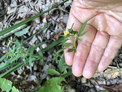 Stylosanthes biflora