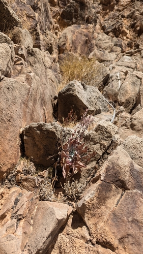 Chalk Dudleya foliage
