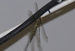 Rhionaeschna multicolor