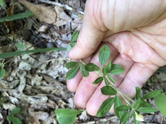 Stylosanthes biflora
