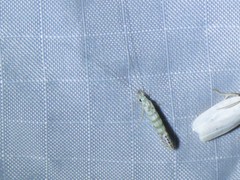 Nectopsyche exquisita