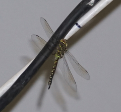 Rhionaeschna multicolor