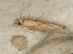 Fissicrambus quadrinotellus