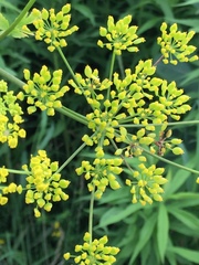 Pastinaca