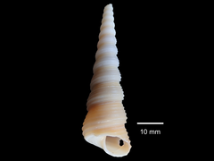 Turritella terebra