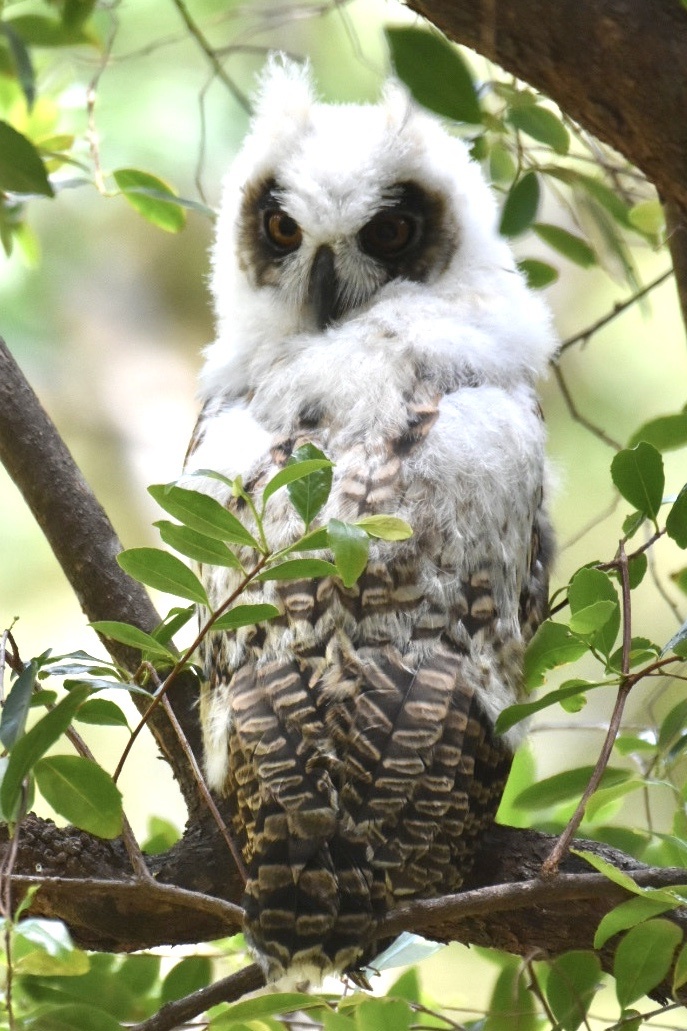 Madagascar Owl (Asio madagascariensis), photo 3