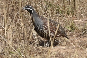 Madagascar Partridge (Margaroperdix madagarensis), photo 2