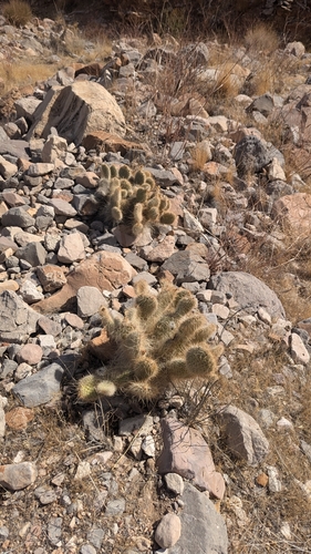 Image of Opuntia diploursina by (c) Andrew Dudley, some rights reserved (CC BY)