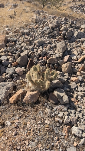 Image of Opuntia diploursina by (c) Andrew Dudley, some rights reserved (CC BY)
