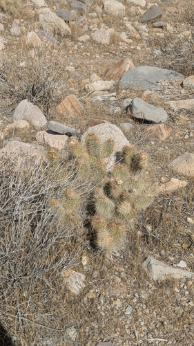 Image of Opuntia diploursina by (c) Andrew Dudley, some rights reserved (CC BY)