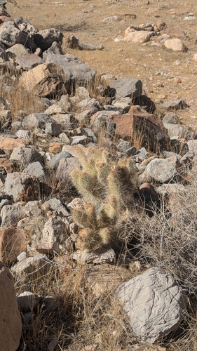 Image of Opuntia diploursina by (c) Andrew Dudley, some rights reserved (CC BY)
