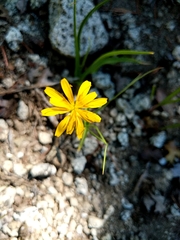 Microseris nutans