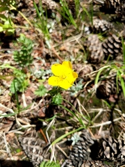 Potentilla flabellifolia